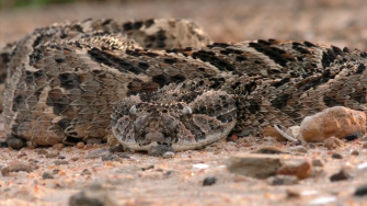 O problema negligenciado das picadas de cobra no Sudão do Sul